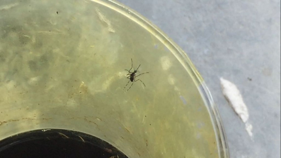 Salud atentos ante posibles brotes de dengue tras lluvias