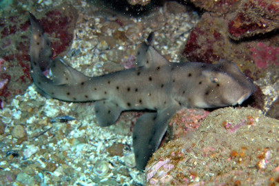 Llegan nuevas especies al Acuario de Nuevo Laredo