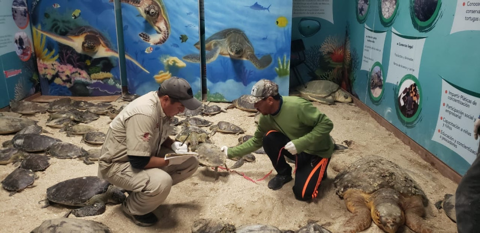 Rescatan ejemplares de tortuga loray tortuga verde ante bajas temperaturas