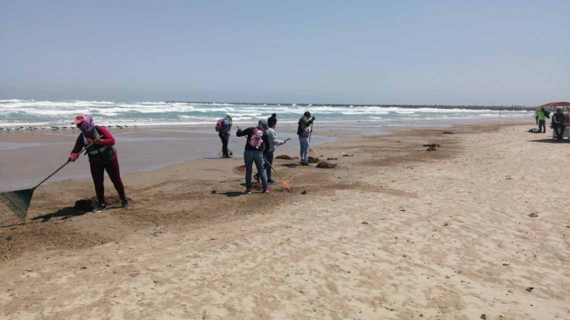 Retiran sargazo en Playa Miramar ante proximidad de la semana santa