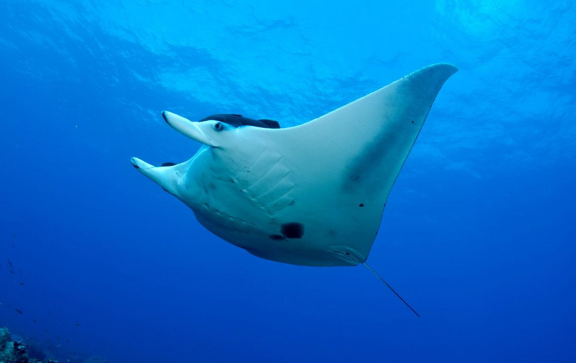 Aparecen muertas 12 mantarrayas en playa Tesoro en Altamira