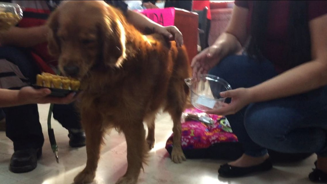 Reciben con honores a Alondra, la perra rescatista