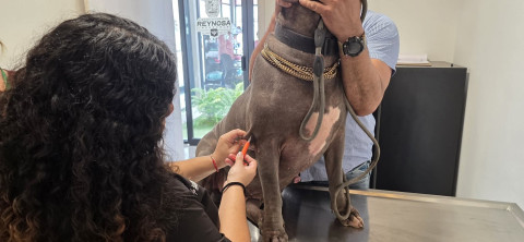 ¡Protege a tu mejor amigo! Aplicación gratuita de microchip para mascotas en Reynosa