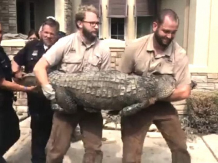 Sujeto encuentra a visitante inesperado en su casa 