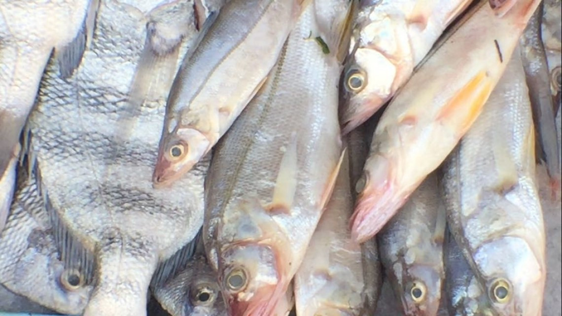 Buscan favorecer a pescadores del Sur Tamaulipas