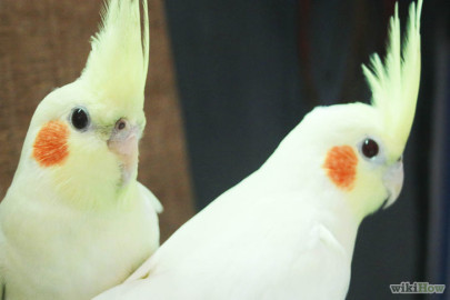 Profepa asegura a 50 aves en Altamira