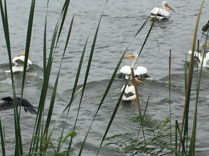 Arribo de aves migratorias ofrece espectáculo maravilloso en sur de Tamaulipas