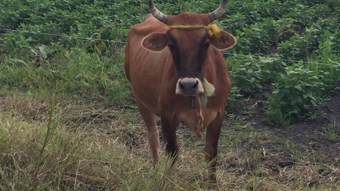 Con nuevas técnicas y variedades de ganado se puede mejorar la producción en el campo: especialistas