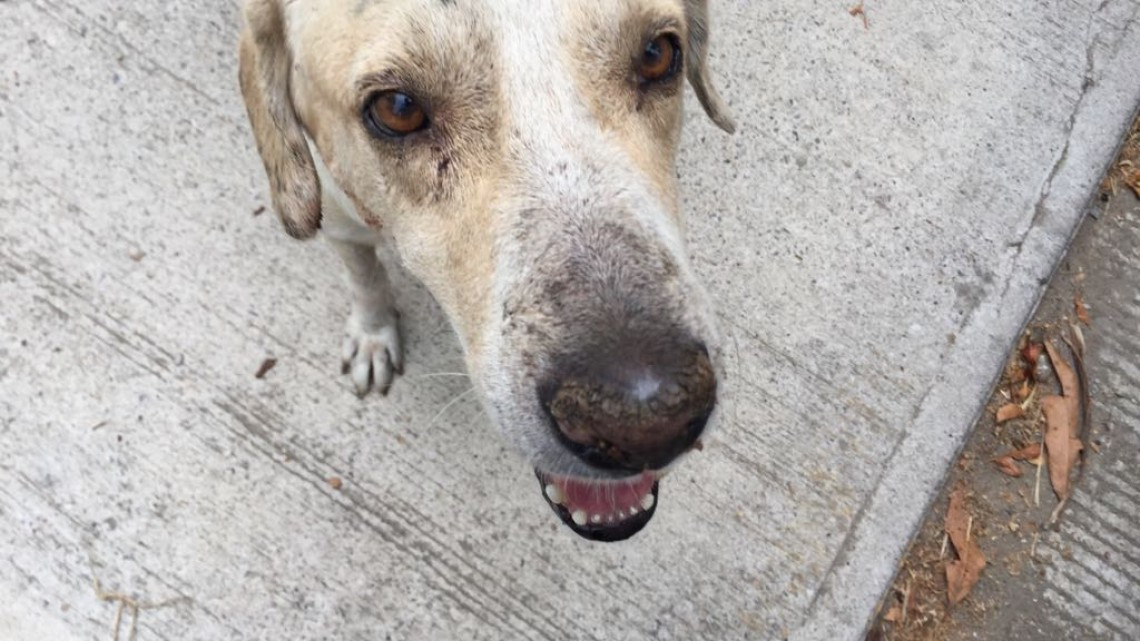 Avanza proyecto de reglamento de protección animal en Altamira