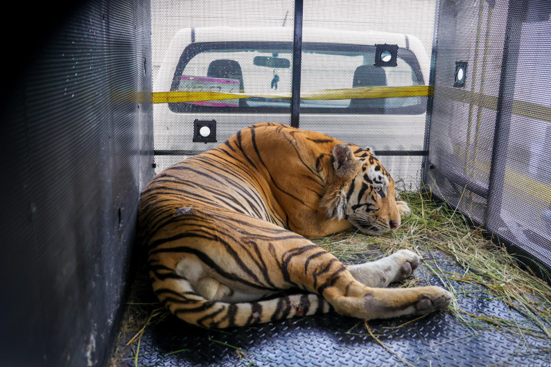 Dio a conocer el Alcalde Carlos Peña Ortiz captura exitosa de un tigre en Reynosa 