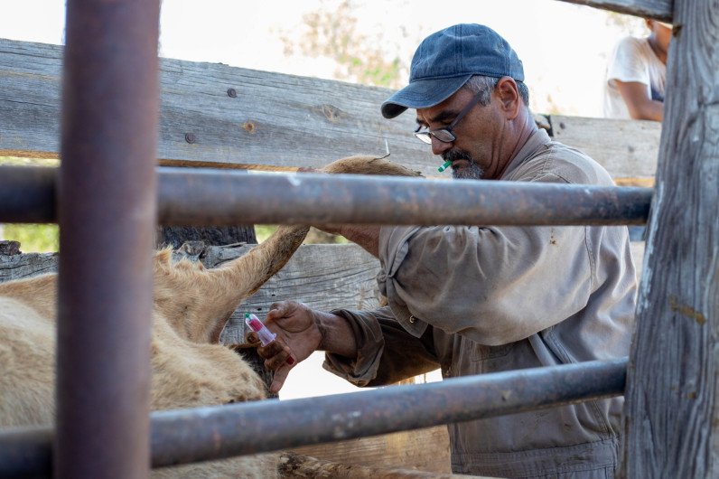 Gobierno de Nuevo Laredo invita a ganaderos a aprovechar programa gratuito de sanidad animal