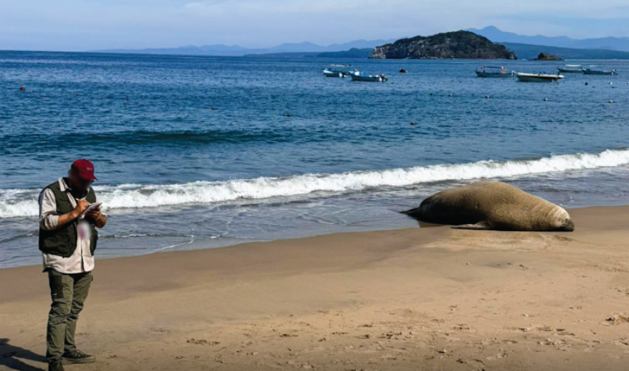 Elefante marino en playa de Nayarit se encuentra en buen estado de salud: Profepa