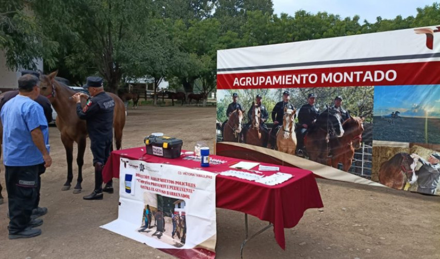 Implementa Guardia Estatal campaña permanente contra gusano barrenador en animales policiales
