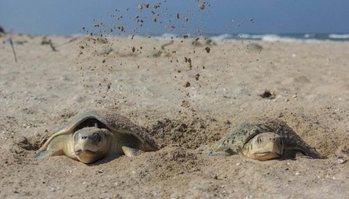 Refuerzan vigilancia en playas de Tamaulipas para proteger tortugas marinas en Semana Santa