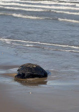 Detectan fragmento de hidrocarburo en Playa Bagdad