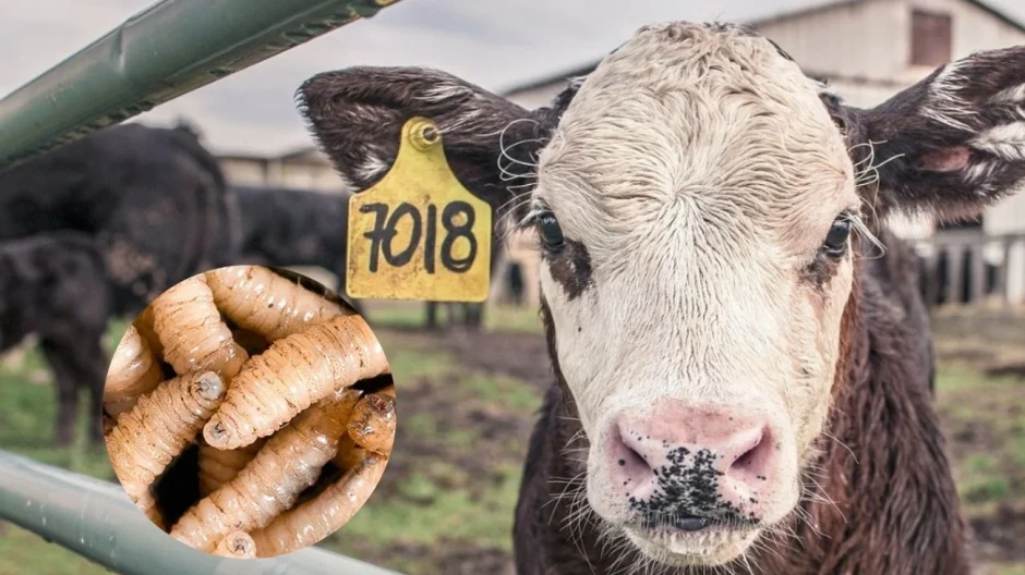 Tamaulipas repunta casos del gusano barrenador; Sheinbaum anuncia el estado se incluirá en un esquema federal