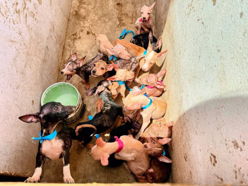 Perros rescatados en el fraccionamiento Almendros serán puestos en adopción