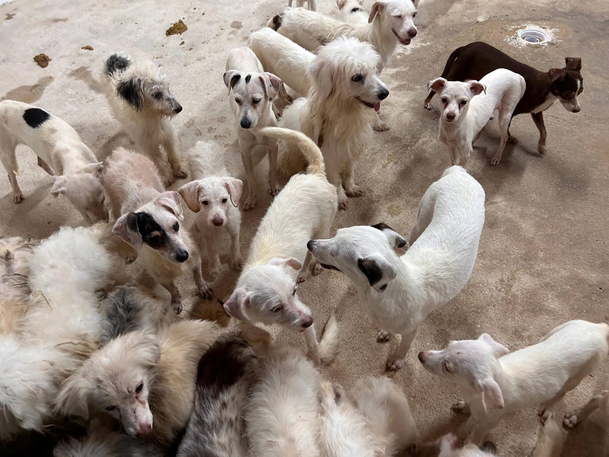 Rescatan a 42 perros en condiciones de maltrato en Coatzacoalcos, Veracruz