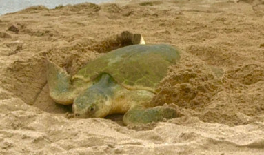 Tamaulipas registra más de 2 mil nidos de tortuga lora en temporada 2026