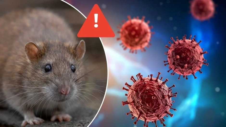 OMS confirma cinco casos de hantavirus; advierte posibilidad de más contagios