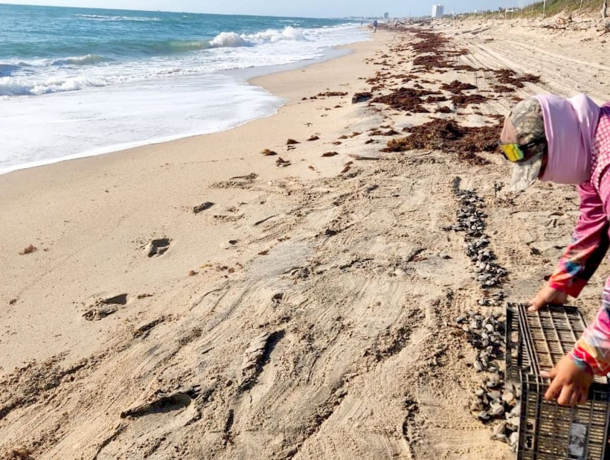 Inician liberaciones de crías de tortuga lora en playas de Tamaulipas