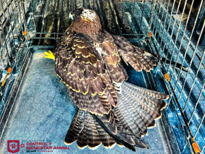 Resguardó Gobierno un águila tras atender llamado ciudadano