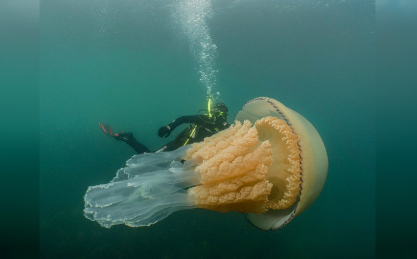 Encuentran impresionante medusa del tamaño de un ser humano