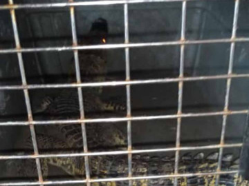 Cocodrilo invade plaza comercial en Nuevo León