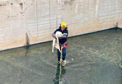 Dirección de Bienestar Animal refuerza acciones y sanciones contra el maltrato animal en Nuevo Laredo
