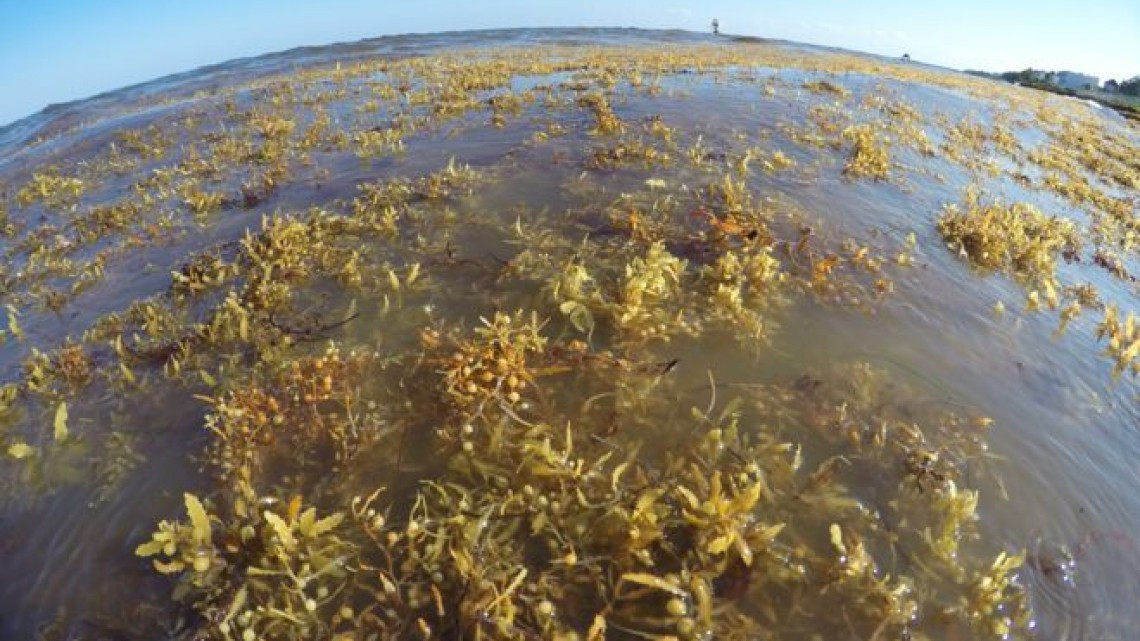 Continua sargazo en costas mexicanas, prevén aumento