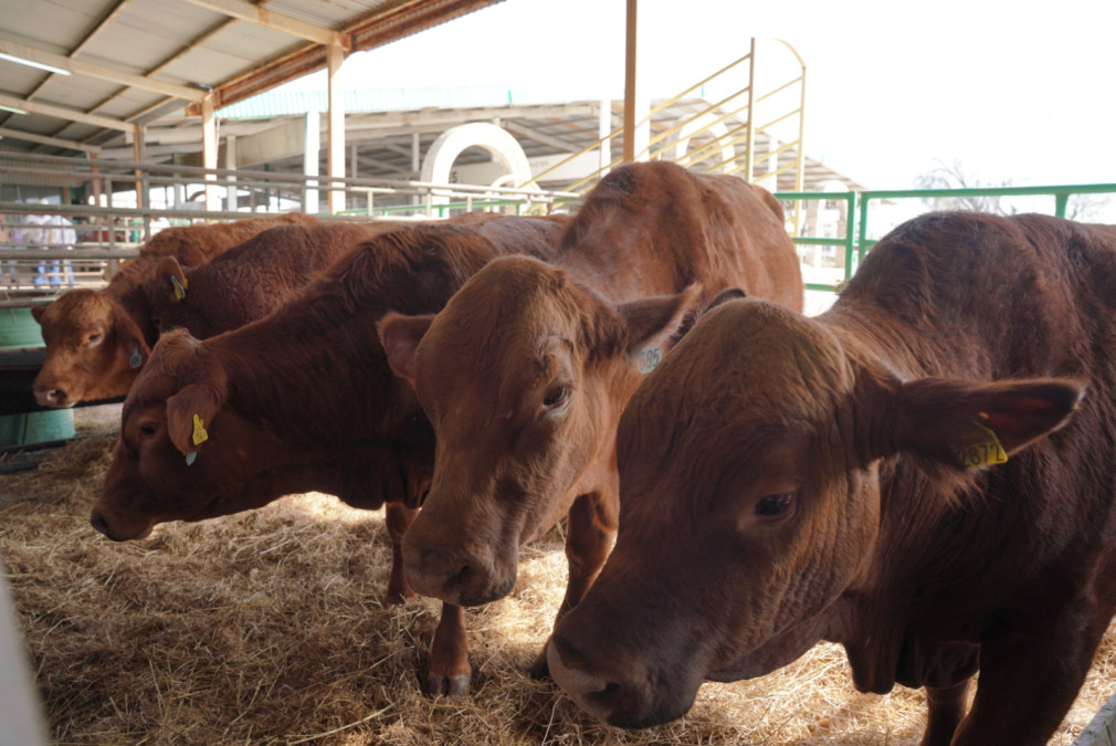 Convoca Gobierno Municipal al 1er concurso del Novillo Gordo en Nuevo Laredo