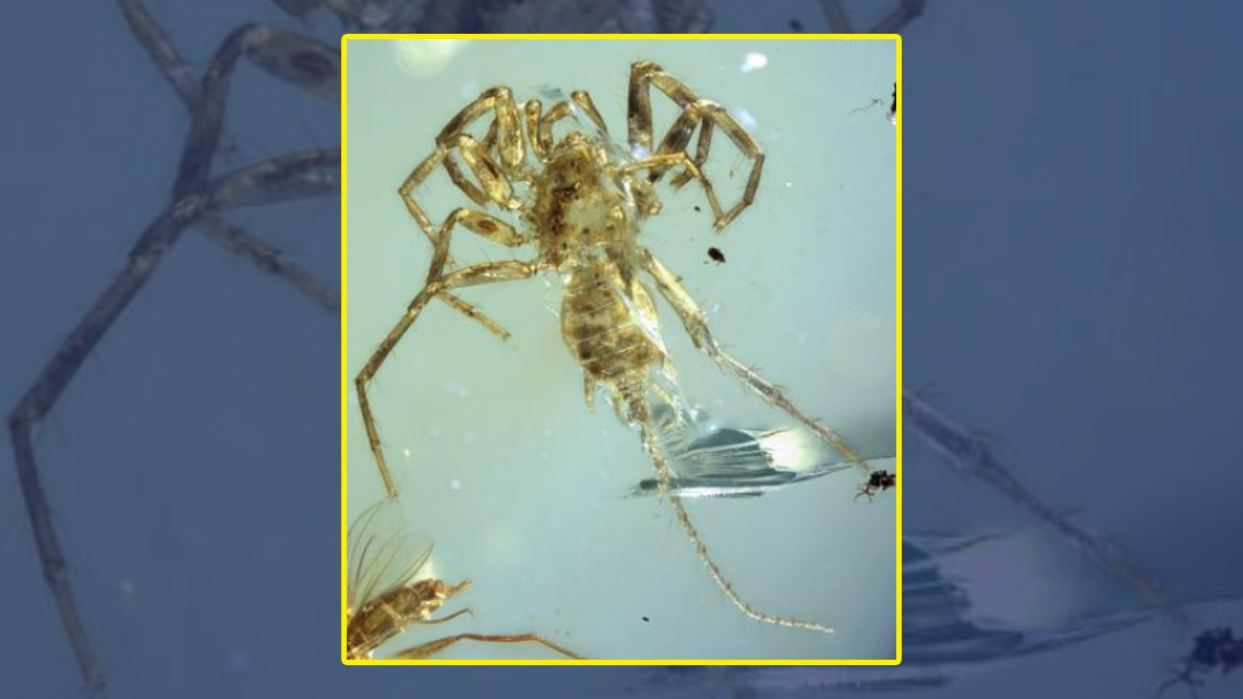  Encuentran insecto prehistórico mitad araña mitad escorpión en ámbar