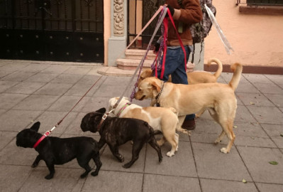 Detectan 4 perros contagiados de COVID-19 en México 
