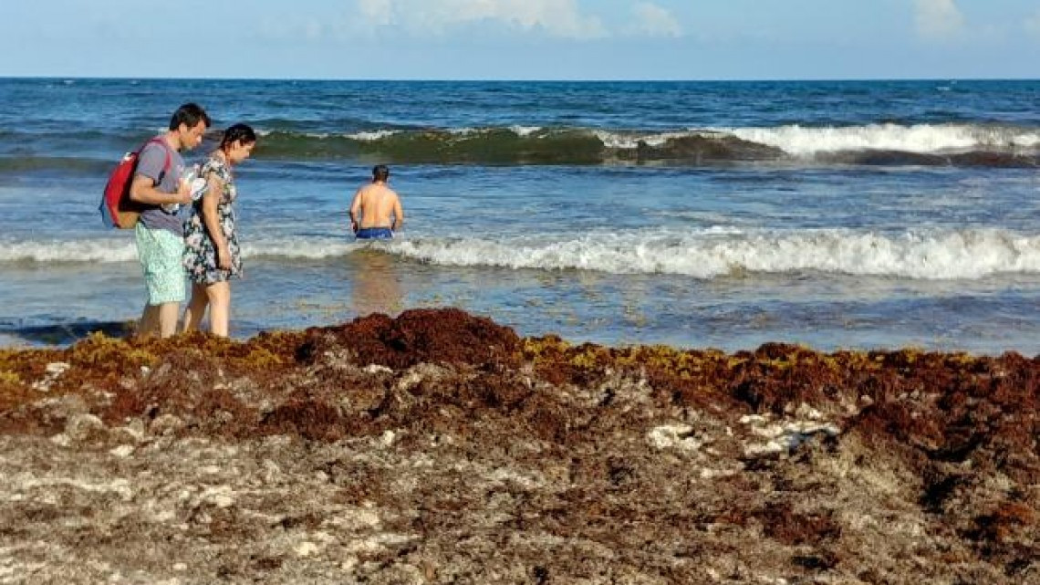 Continua sargazo en costas mexicanas, prevén aumento