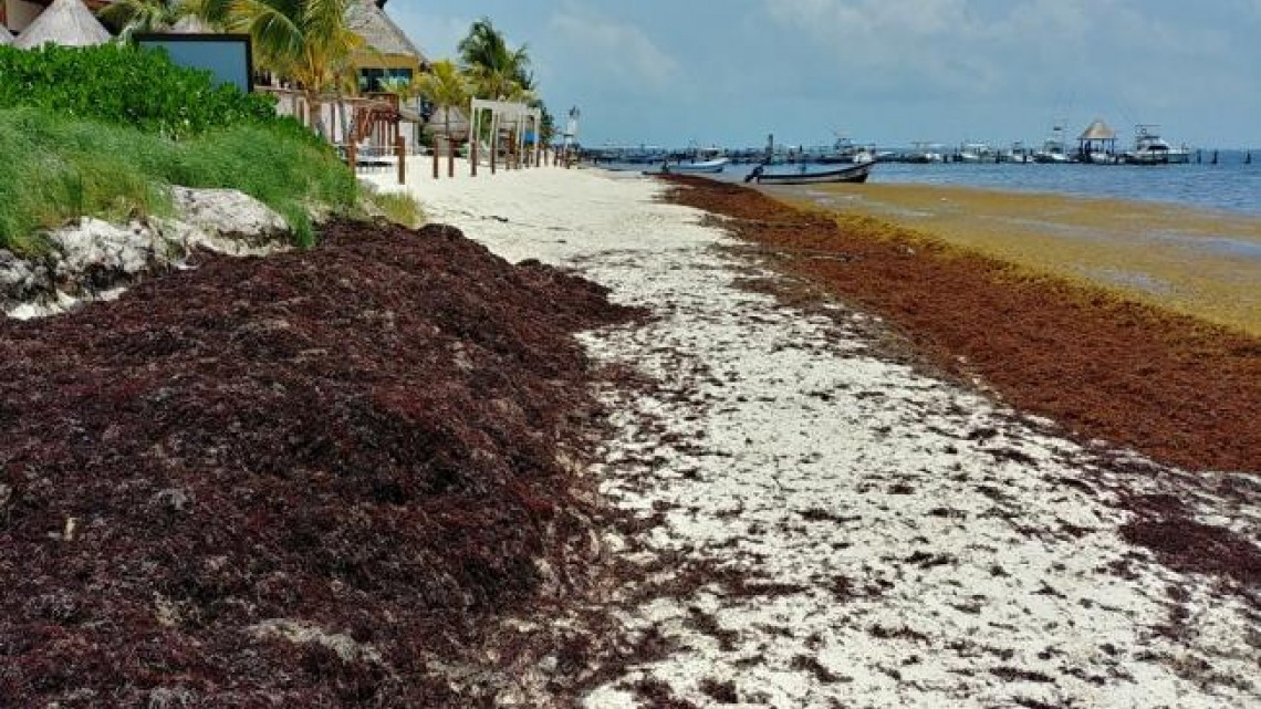 Continua sargazo en costas mexicanas, prevén aumento