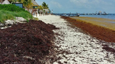 Continua sargazo en costas mexicanas, prevén aumento