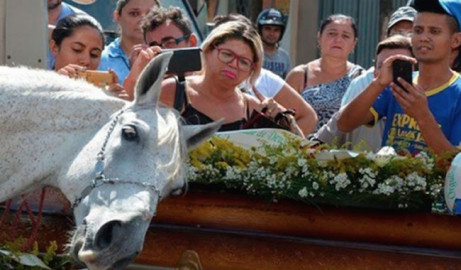  Caballo llora a su jinete durante su funeral