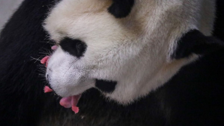 Nacen dos pandas gigantes en zoológico de Bélgica