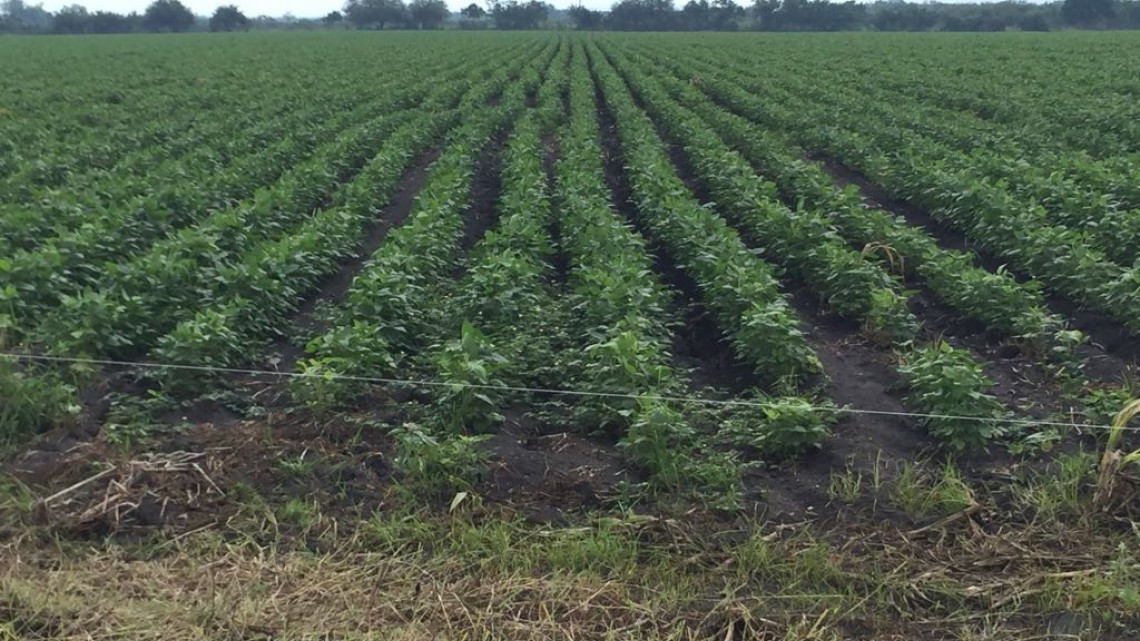Productores del campo se preparan para cosecha de soya