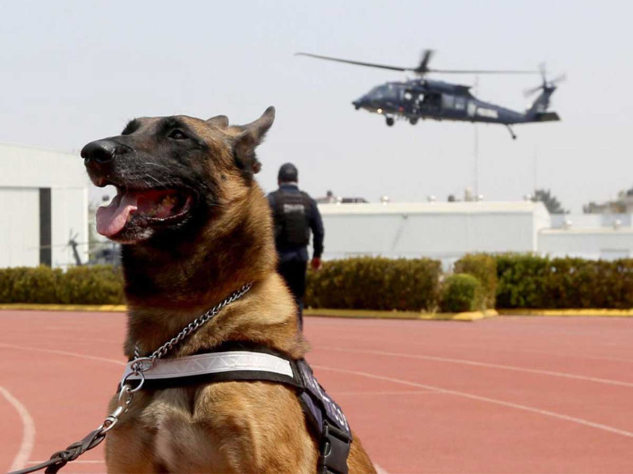 Unidad canina de la Policía Federal cumple 30 años