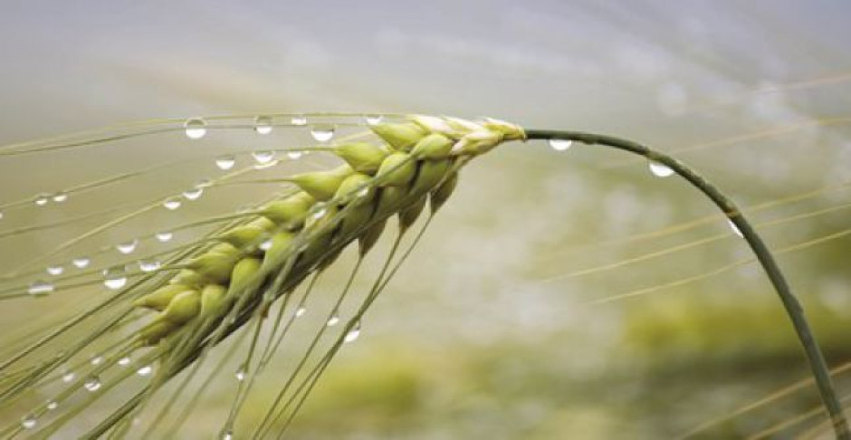 Productores a la espera de más lluvias