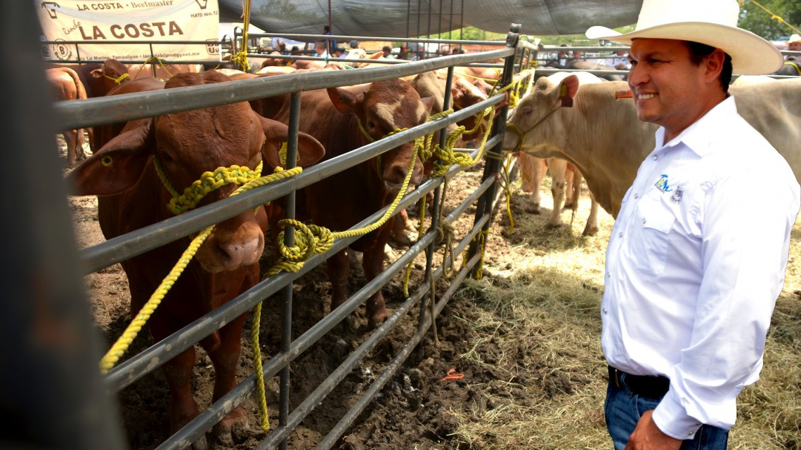 Entregan ganado bovino a productores pecuarios