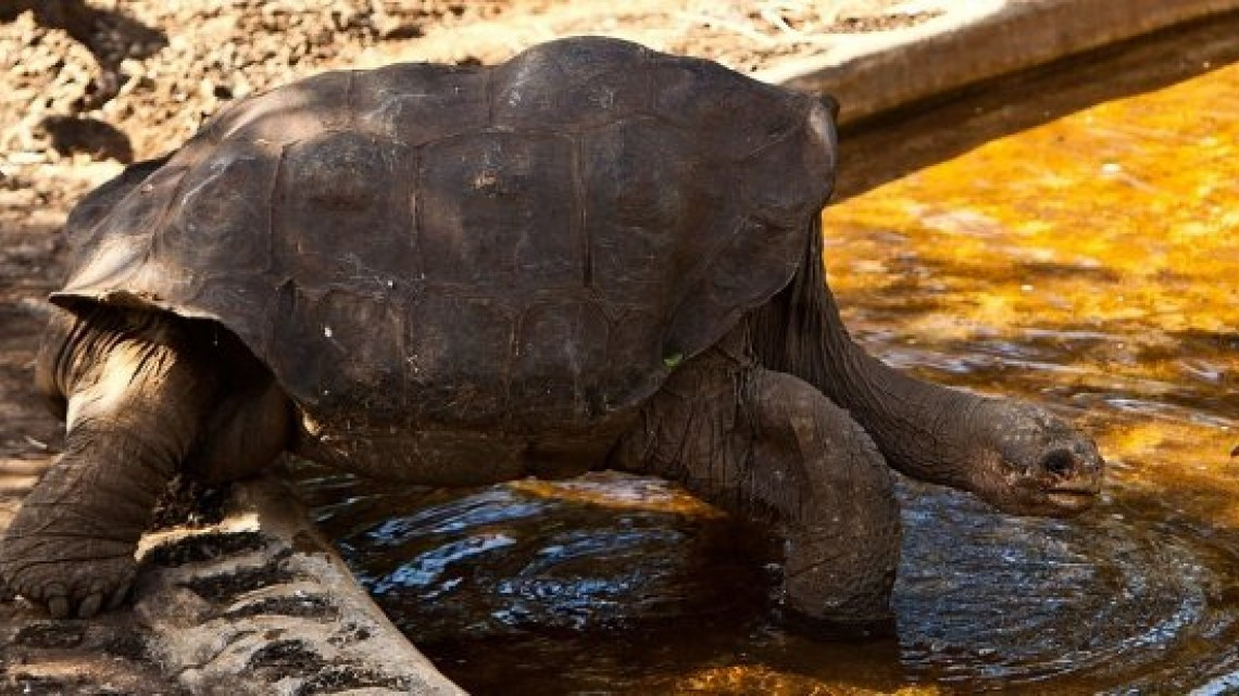 A los 344 años muere “Alagba”, la tortuga más vieja de África