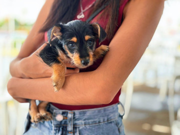 Mejoran vida de gatitos y perritos en Reynosa con 16 adopciones