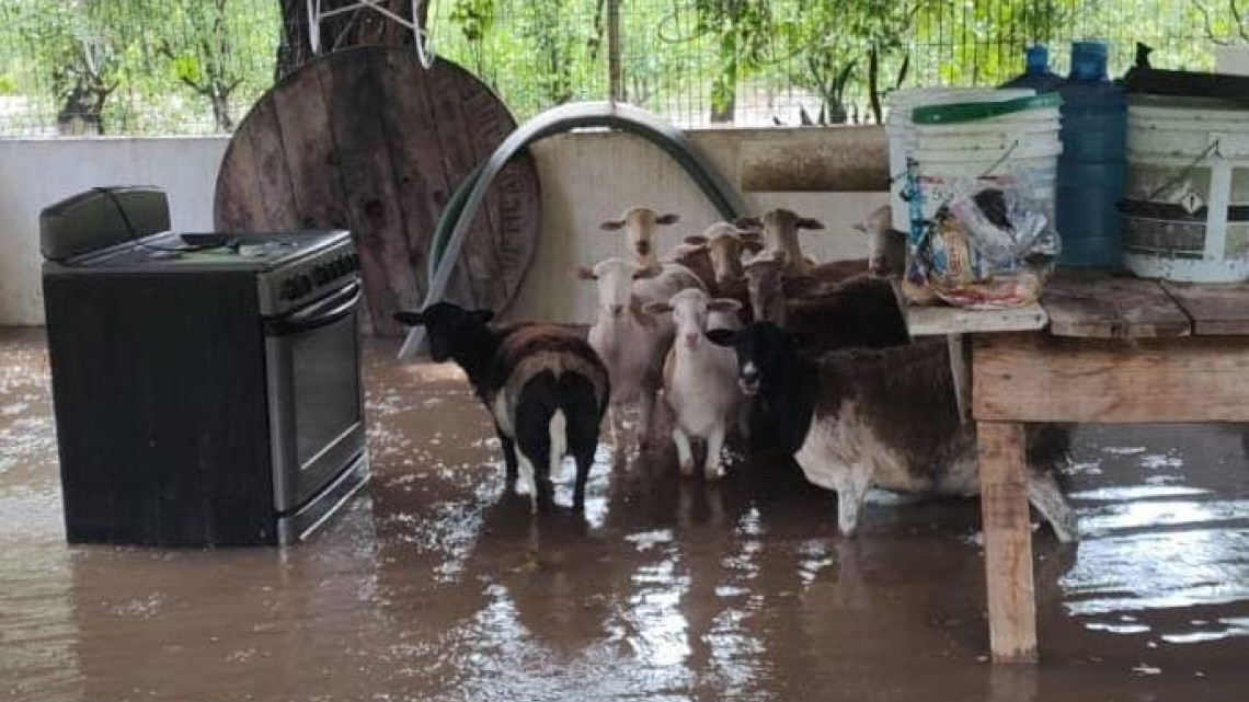 Rescatan a personas y borregos tras desbordamiento del río Corona en Tamaulipas