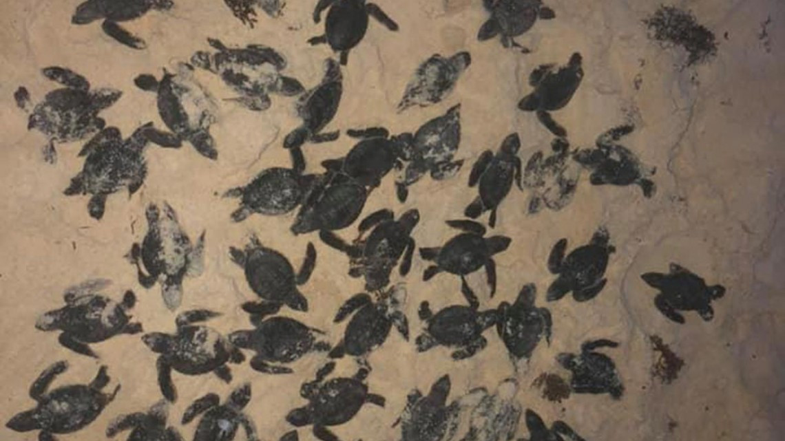 Sargazo provoca muerte de tortugas