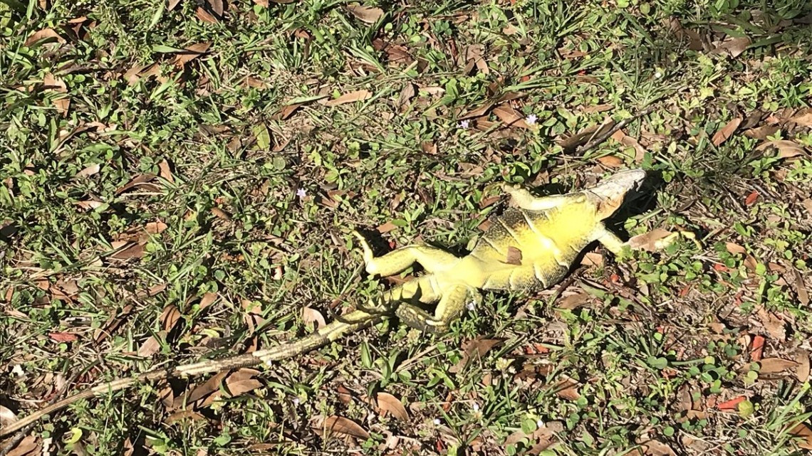Iguanas se congelan por bajas temperaturas en Florida