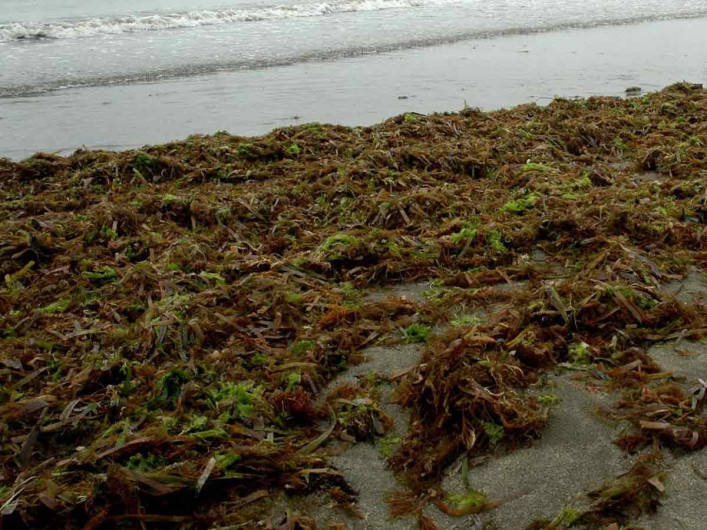 Sargazo verde en costas de Veracruz