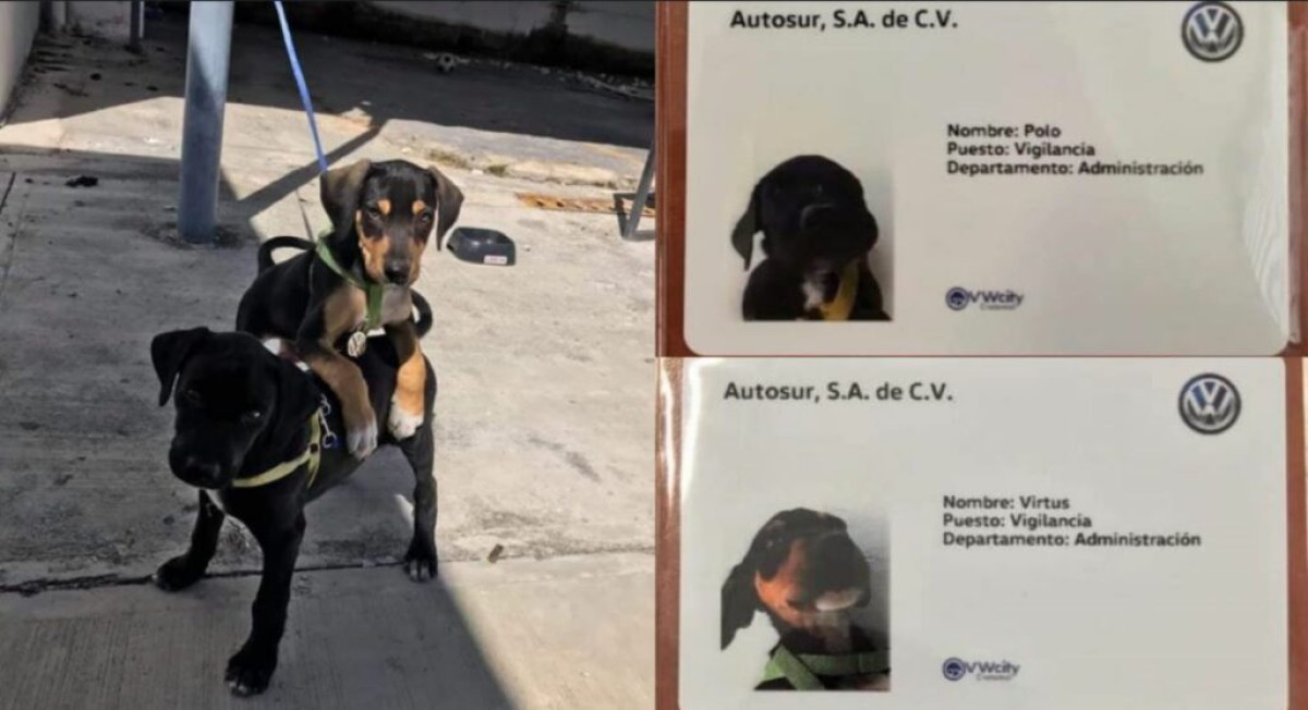 Agencia de autos adopta dos perros y los registra como empleados