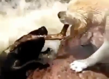 Perro salva otro de morir ahogado 